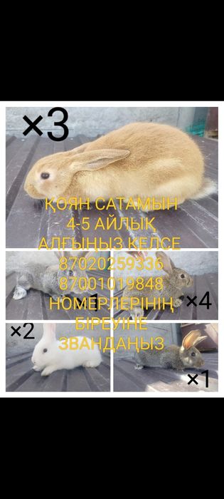 Қоян 6 айлық сатамын.