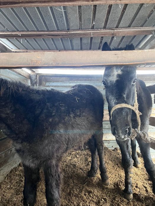 Жеребец и жеребёнок на продаже с торгом