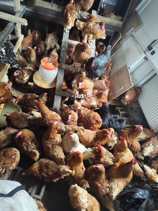 Vând găini outoare 40 buc de la 10 în sus 35 bucc