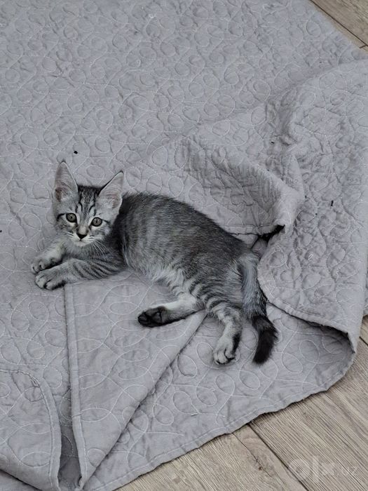 Котенок мальчик 2 месяца