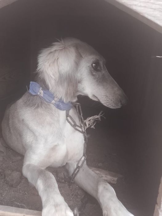 Қазақтың тазысы сатылады