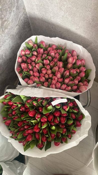 Тюльпаны оптом Астана