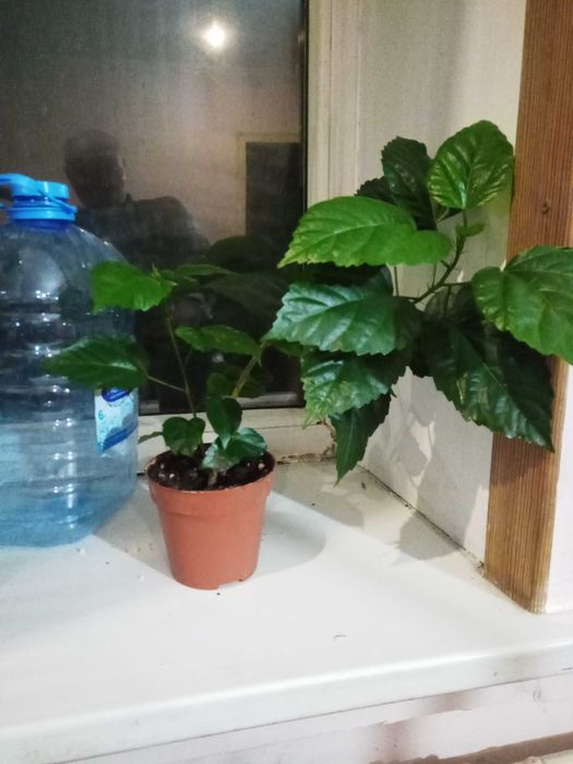 продается китайская роза или гибискус