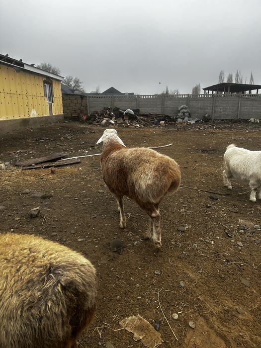 Срочно Арашан 11 айлык кошкар сатылады