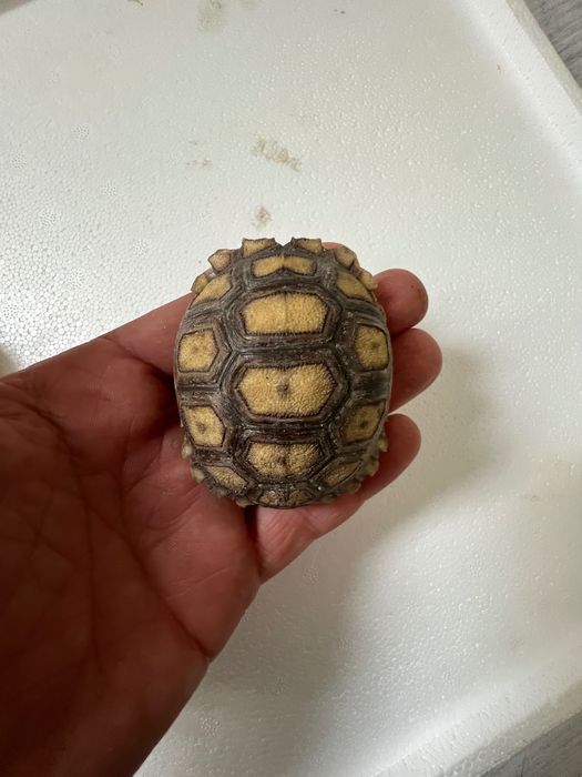 Țestoase, broaște testoase