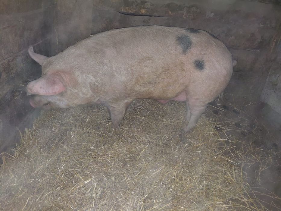 Продам хряка(не кастрат)