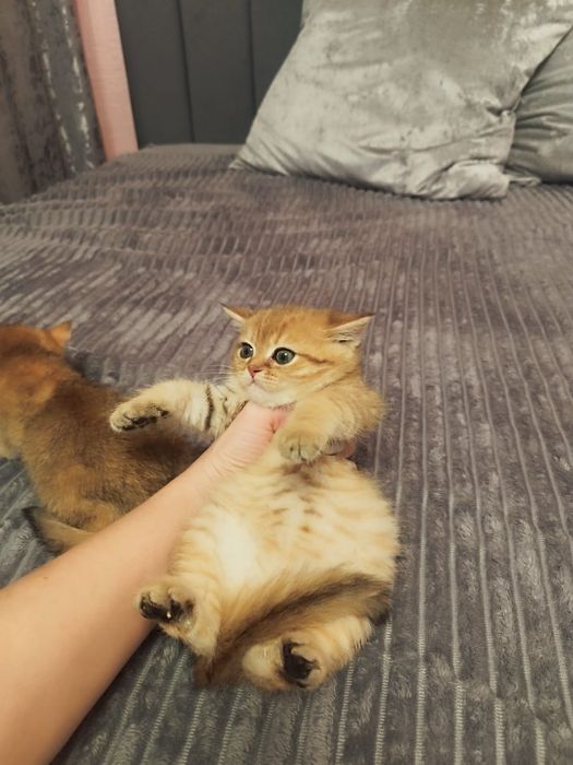 Котята Шиншилла золотая