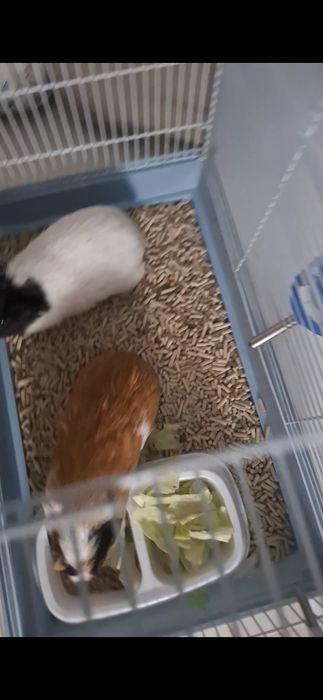 Продам морских свинок