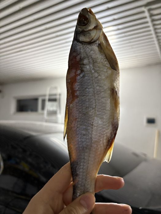 Отборочный сушенный ребец