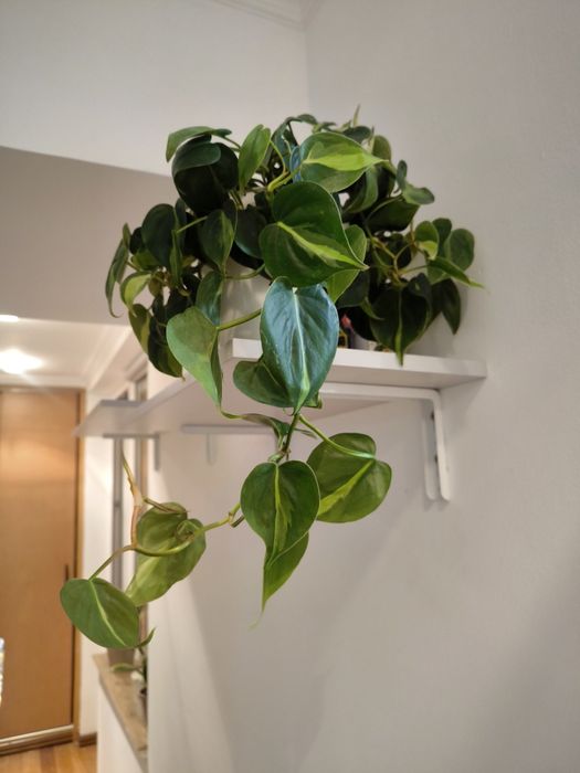 Домашние цветы в хороших грунтах