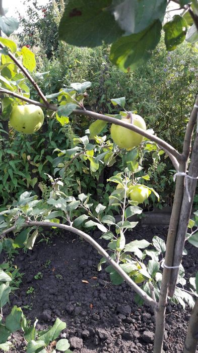 Продам яблони. Яблоки крупные.