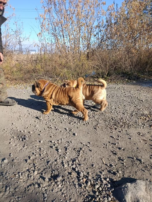 Продажа щенков шарпея