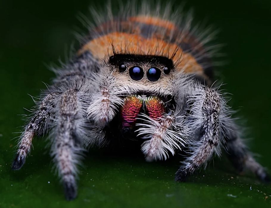 Jumping spider Phidippus regius „North Florida” – păianjen săritor exotic, exemplar spectaculos, ideal pentru pasionații de arahnide și teraristică