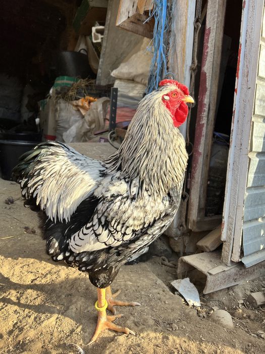 Cocosi Wyandotte GSG argintiu rosu negru albastru auriu 2025