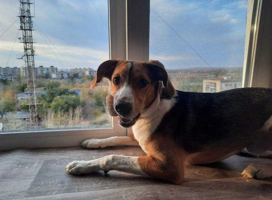 Барни в ответственные руки