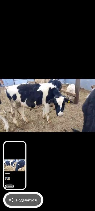 Продам оптом бычки