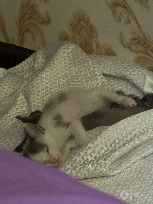 Котята бесплатно