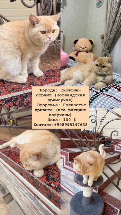 Скоттиш страйт