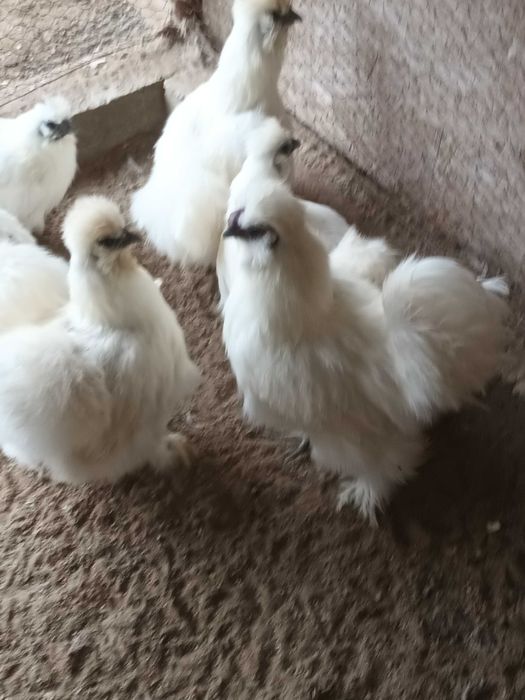 Matase japoneza si mii de flori oua de incubat