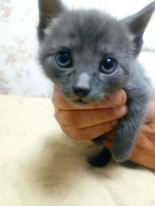 Отдам котят в добрые руки