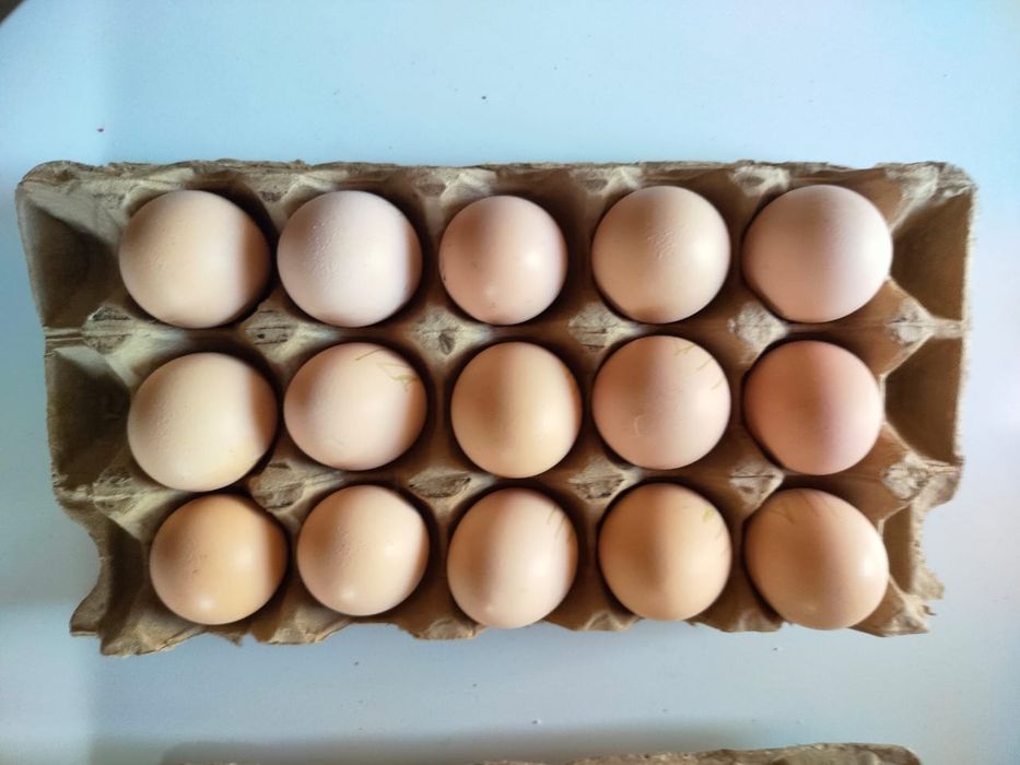 Жұмыртқа дәкән бойцовый (Яйцо)