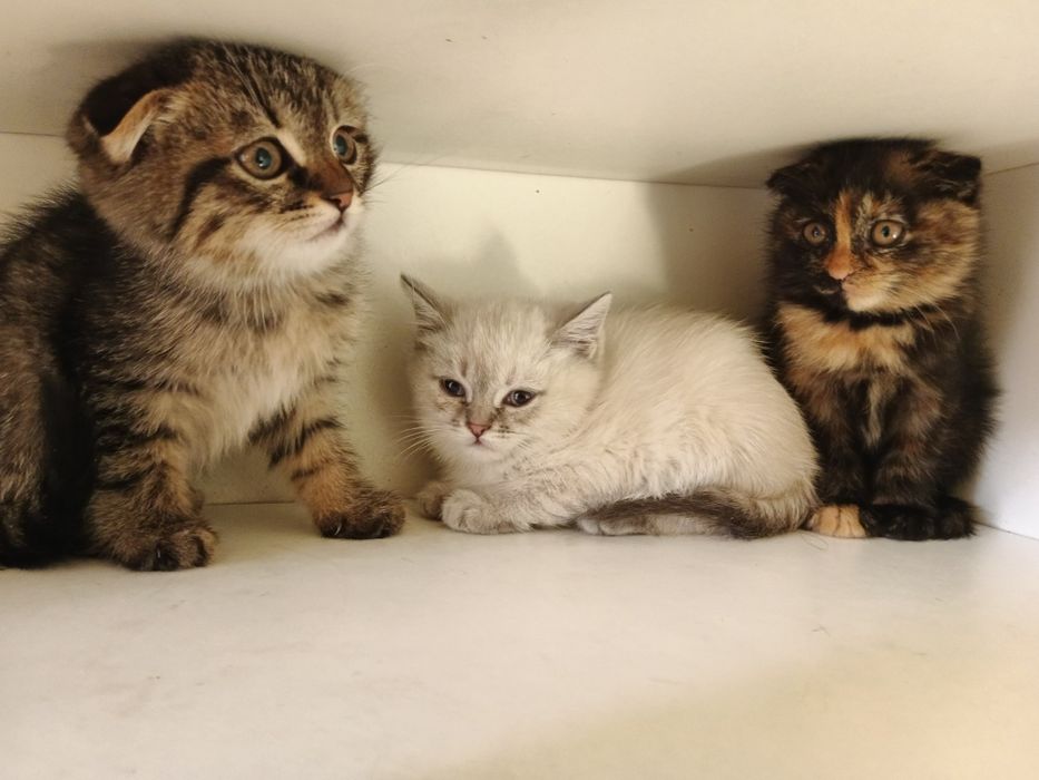 Skottish fold 3 oylik soglom qiz ogil 100$