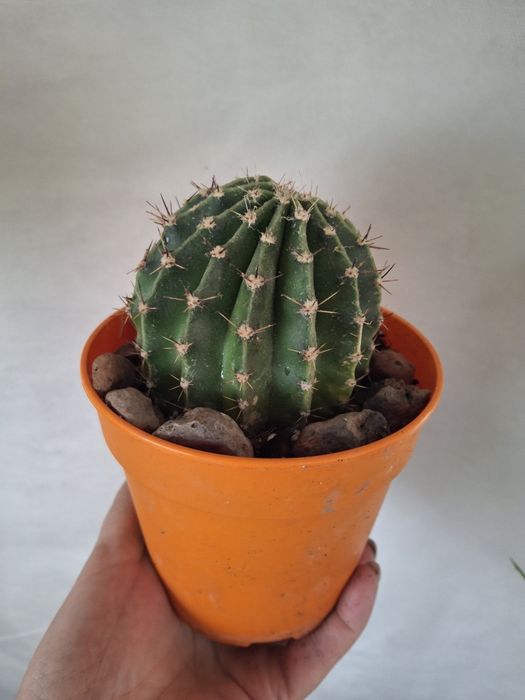 Кактус  комнатный