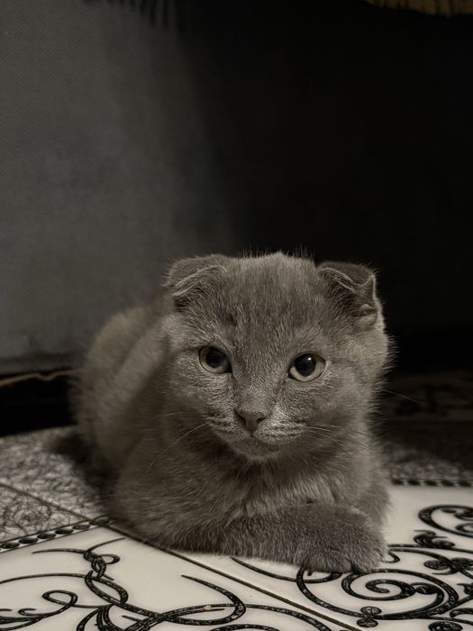 Продается шотладнский котенок