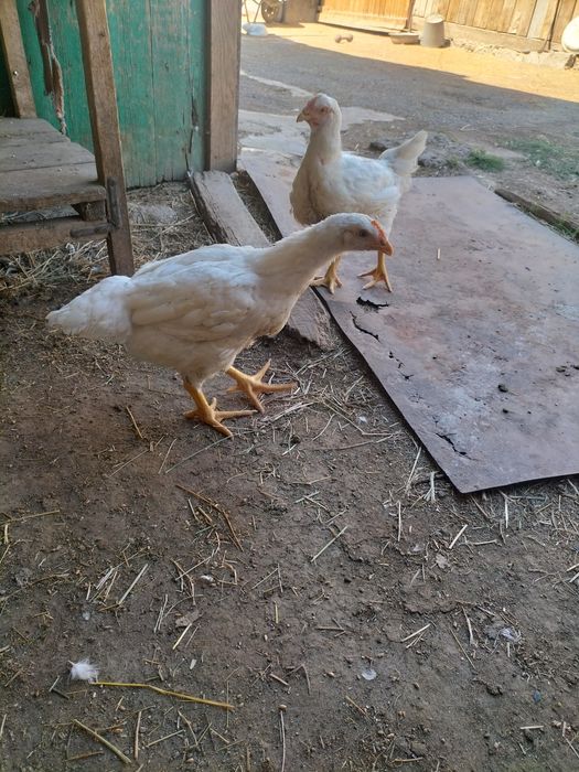 Продам цыплят домашних суточных, несушки.