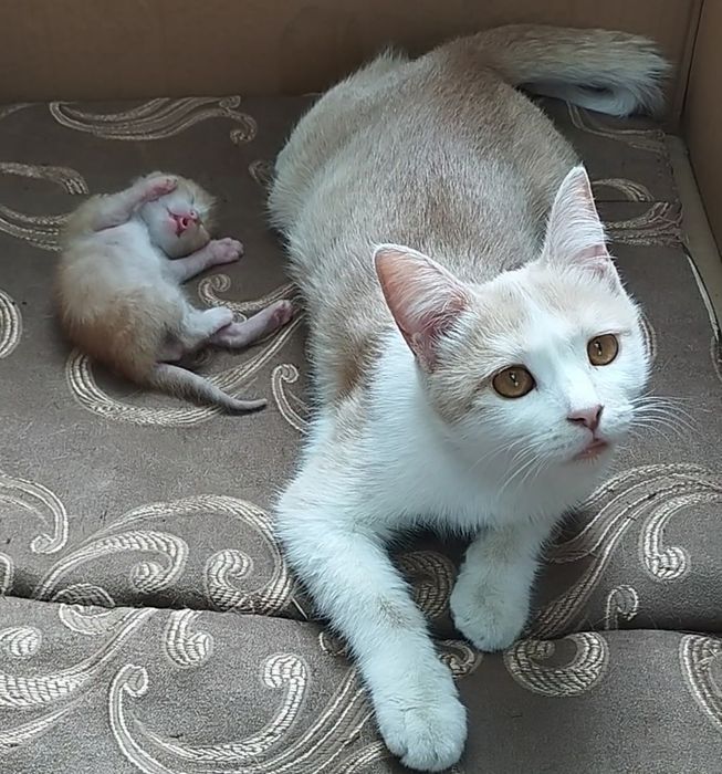 Пожалуйста умоляю вас верните нам нашу кошечку мы очень по ней скучаем