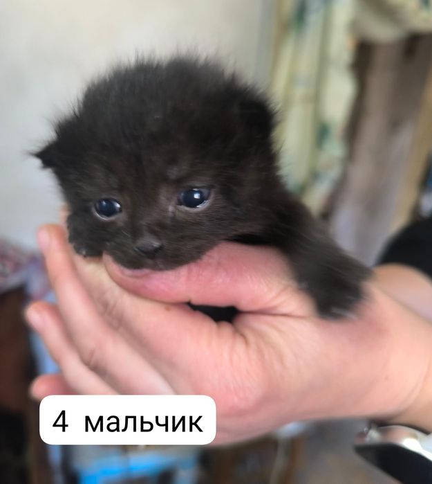 Отдам котят в хорошие руки