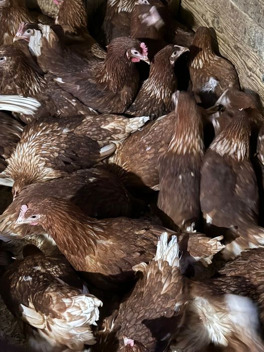 Продаются куры молодки