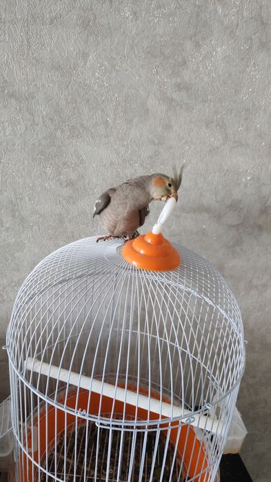 Продам попугая корелла