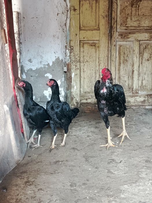 Dakan xo'roz 2 ta mokiyoni bilan birga