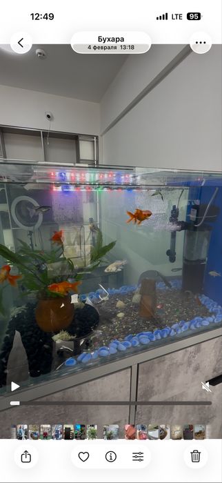 Аквариум 120 литров (полный комплект с рыбами)баликча
