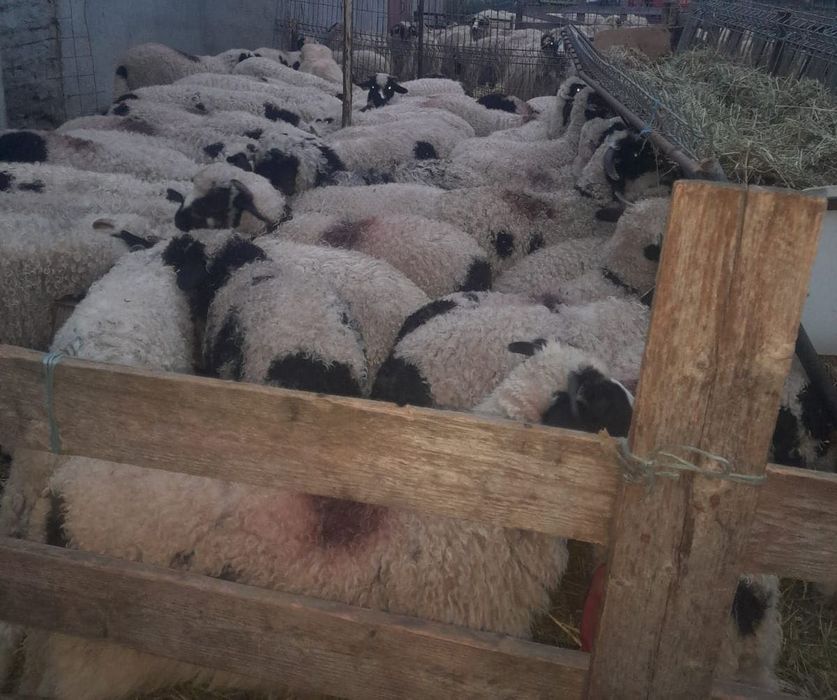 Vând miei de prăsilă sau de sacrificat