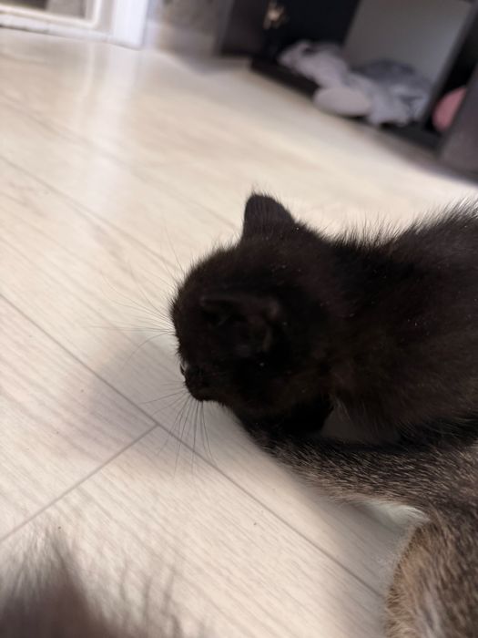 Отдам в дар котенка