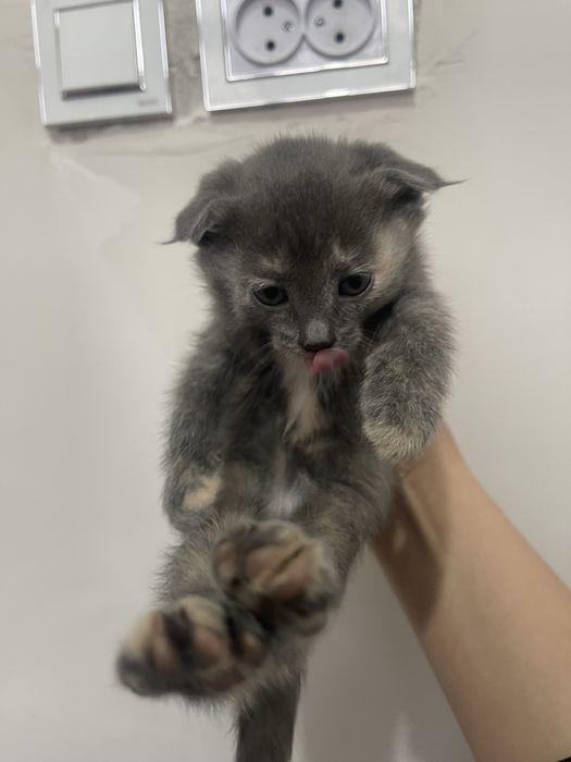 Шотландские вислохуие