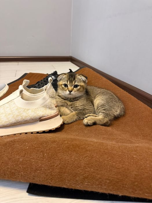 Котенок вислоухий