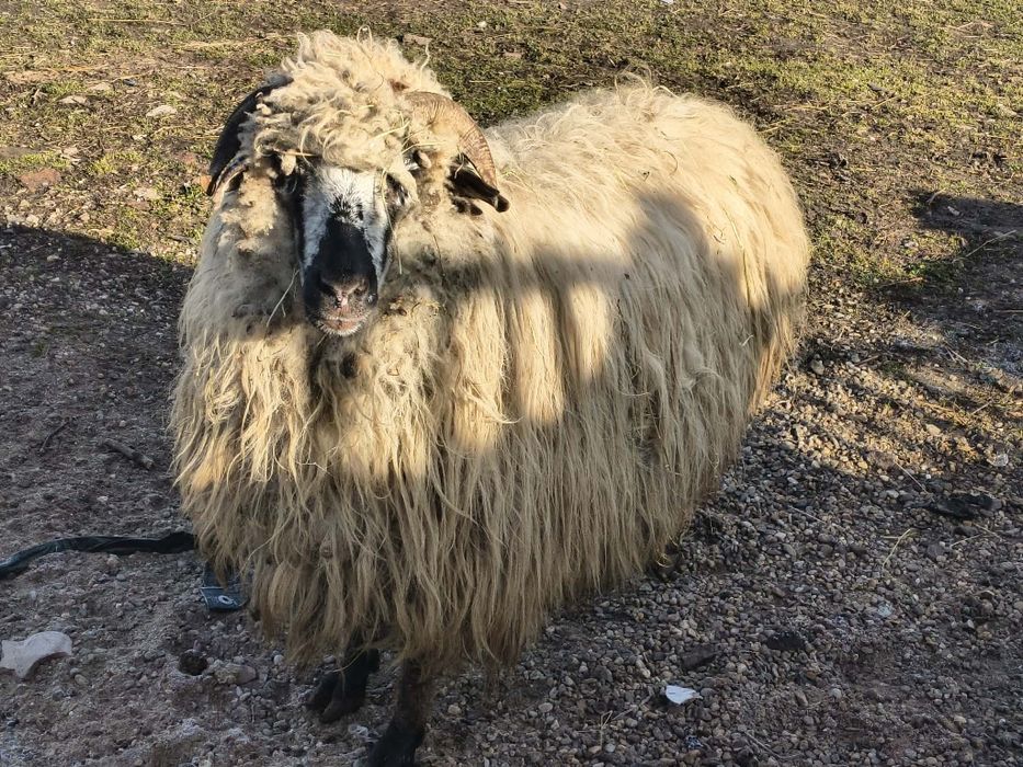 Vând oaie tânără