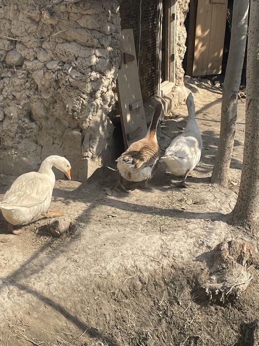 3ta G’oz ham sotiladi