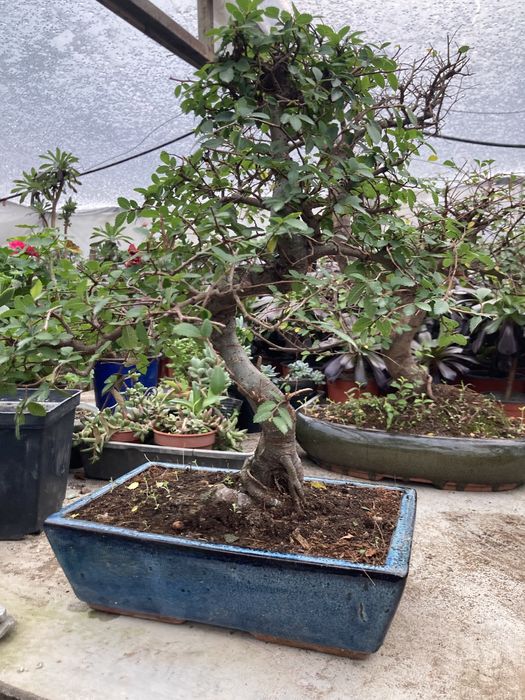 Бонсай Вяз Китайский