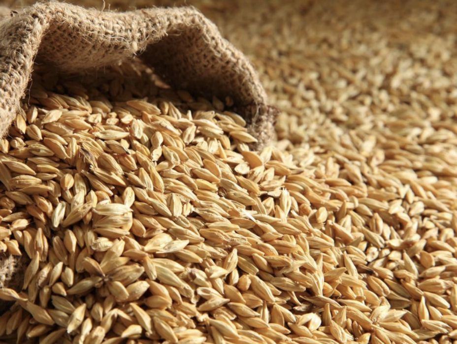 Ячмень на корма сухой