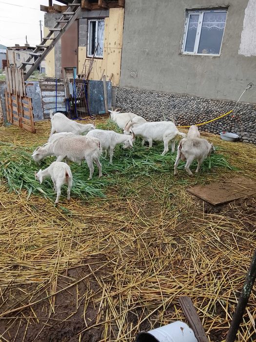 Продам или обмен козы обмен