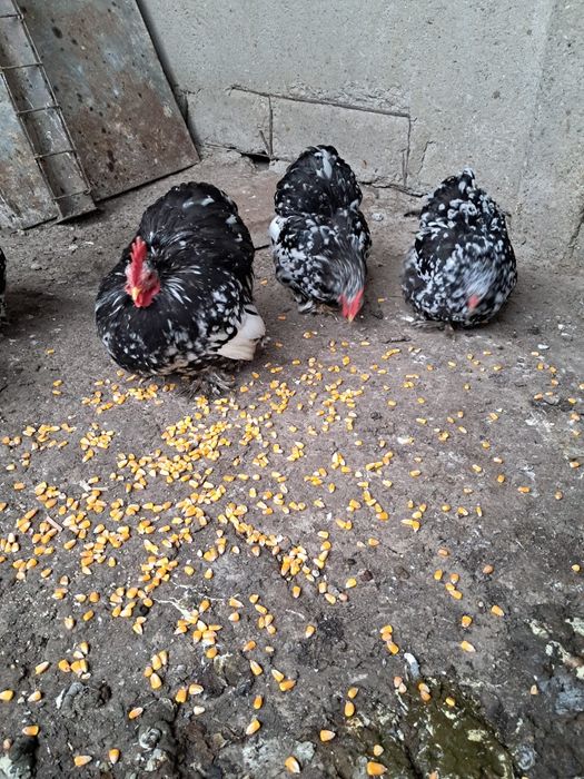 Vând cochinchina pitic