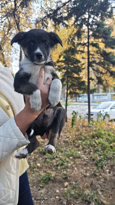 Щенки в добрые руки бесплатно