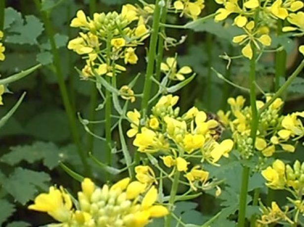 Сидерат горчица белая