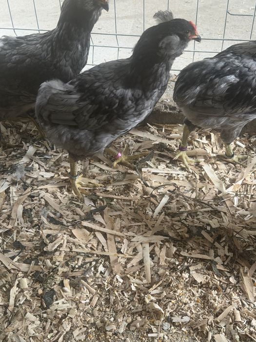 Araucana albastru. 2026
