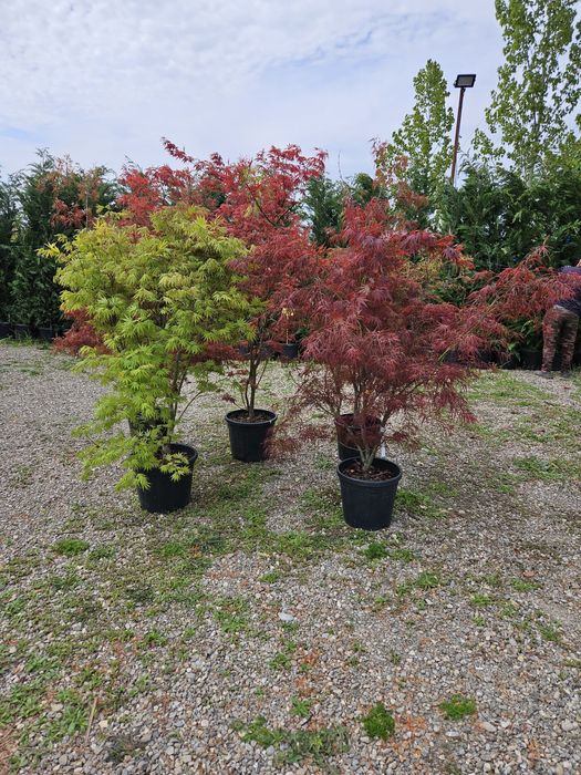 Arțar japonez toate dimensiunile