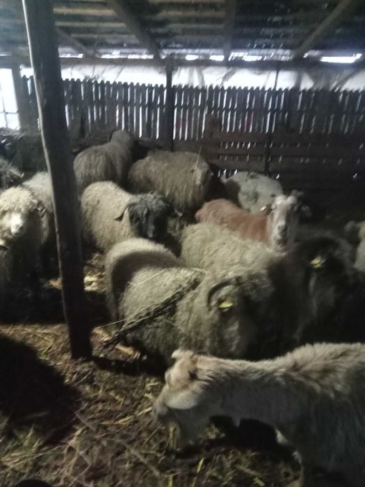 Vând oi și capre bune